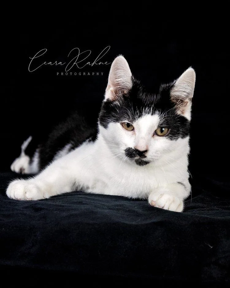 Shark Bait thumbnail 2