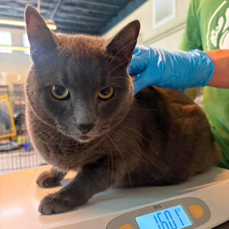 An adult extra large-sized male Gray / Blue / Silver Domestic Short Hair cat named Bubby for adoption in Huntington, WV