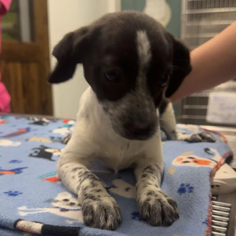 A young small-sized female Cattle Dog dog named Storm for adoption in Chico, CA