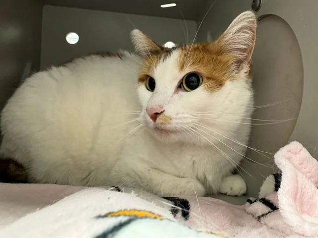 An adult small-sized female Domestic Short Hair cat named Chestnut for adoption in Peoria, IL