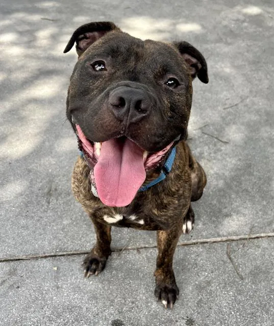 An adult large-sized male Terrier dog named Jermaine for adoption in Miami, FL