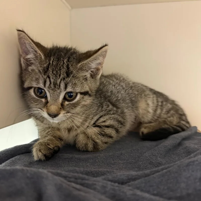 A baby small-sized female Brown / Chocolate Domestic Short Hair cat named Margo for adoption in Fairport, NY