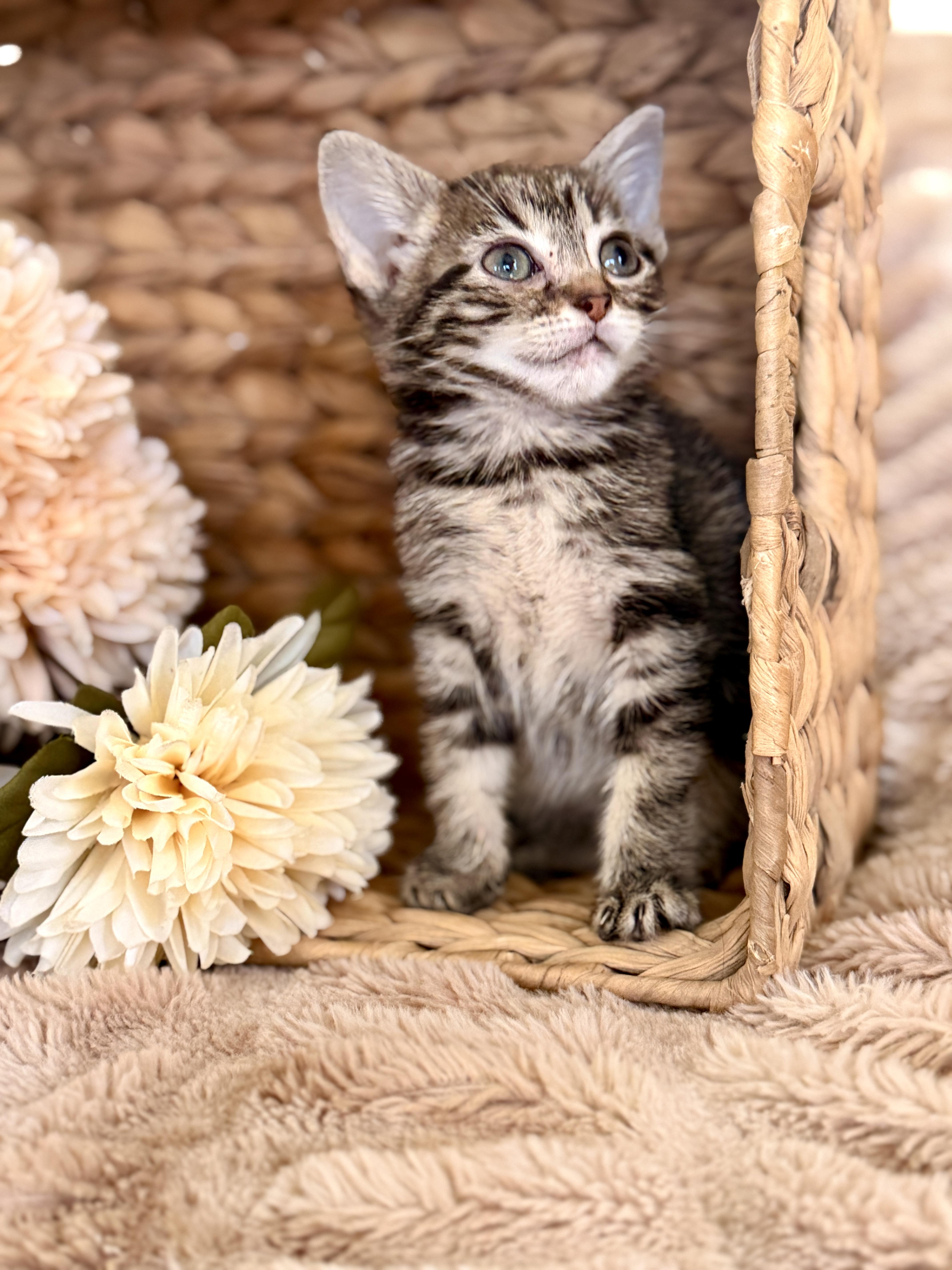 A baby medium-sized female Tabby (Tiger Striped) Domestic Short Hair cat named Lady for adoption in Gradyville, KY