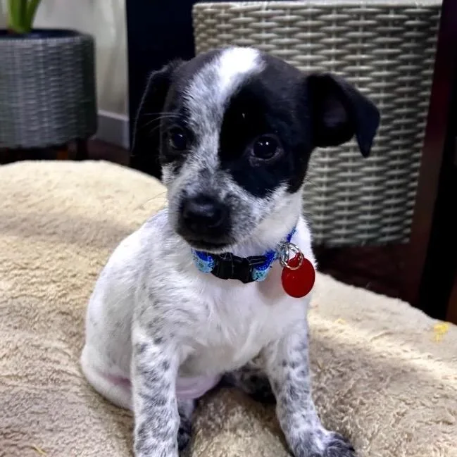 A baby medium-sized female Gray / Blue / Silver Cattle Dog dog named Quincy for adoption in Portland, OR