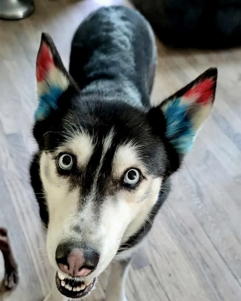 Lexi