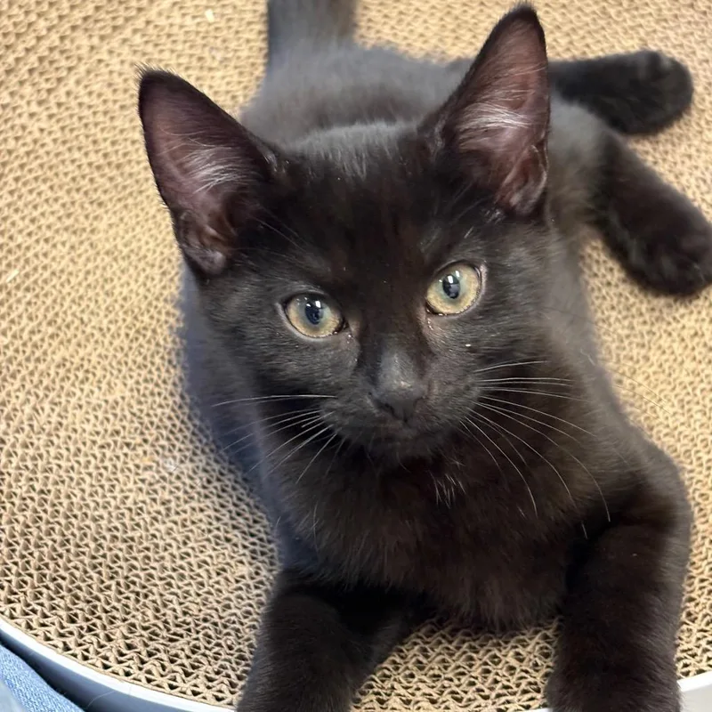 A baby small-sized male Black Domestic Short Hair cat named Missile for adoption in Brockton, MA