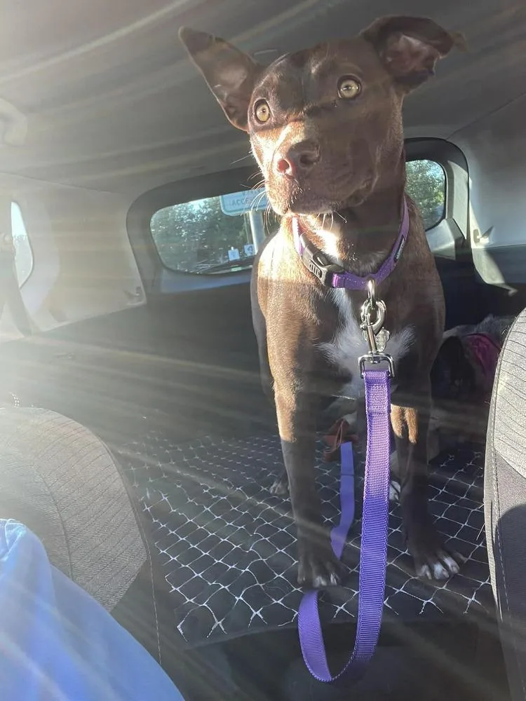 A young medium-sized female Tricolor (Brown, Black, & White) Mixed Breed dog named Ginger for adoption in Amherst, NY