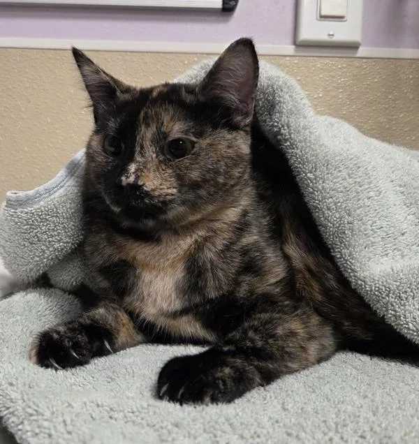 A young medium-sized female Domestic Short Hair cat named Sunflower for adoption in Vancouver, WA