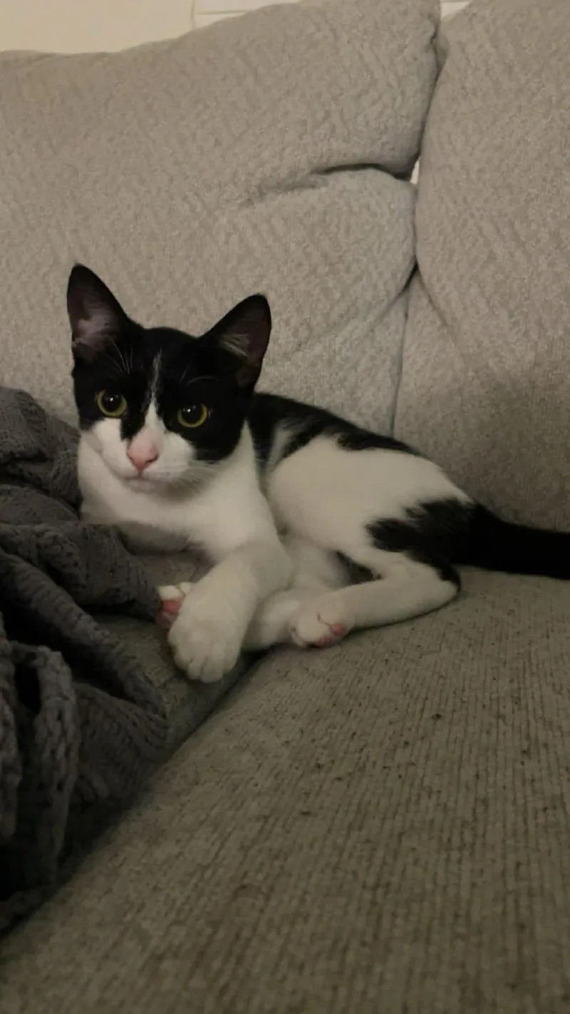 A young large-sized male Domestic Short Hair cat named Waffles for adoption in Oakboro , NC