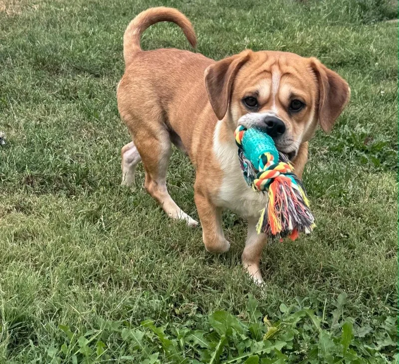 An adult medium-sized male Pug dog named Arnie for adoption in merrillville, IN