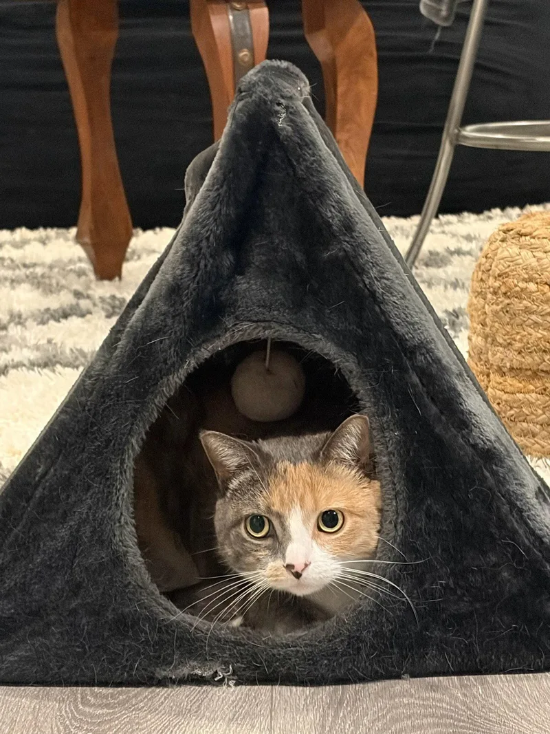 An adult medium-sized female Domestic Short Hair cat named Ziva for adoption in Trenton, NJ