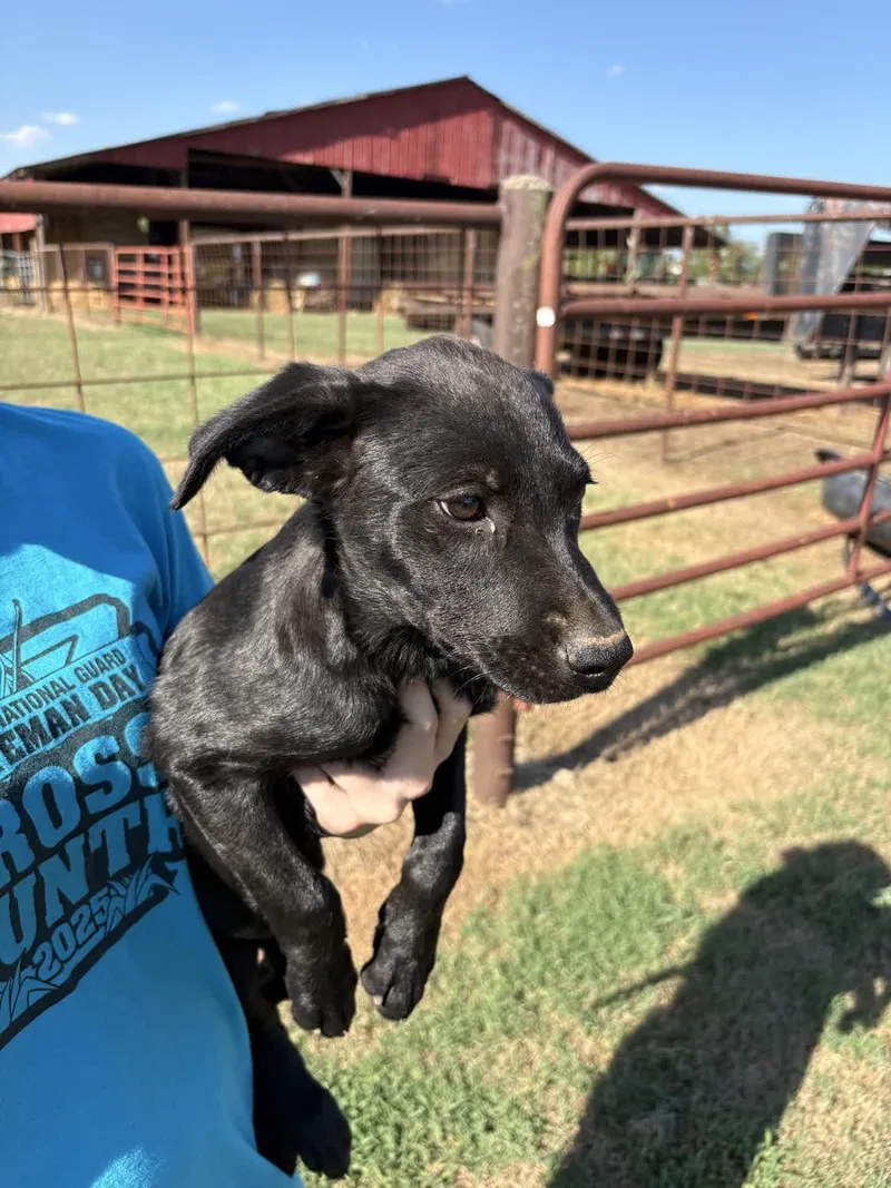 A baby medium-sized female Labrador Retriever dog named Silky for adoption in Zimmerman, MN