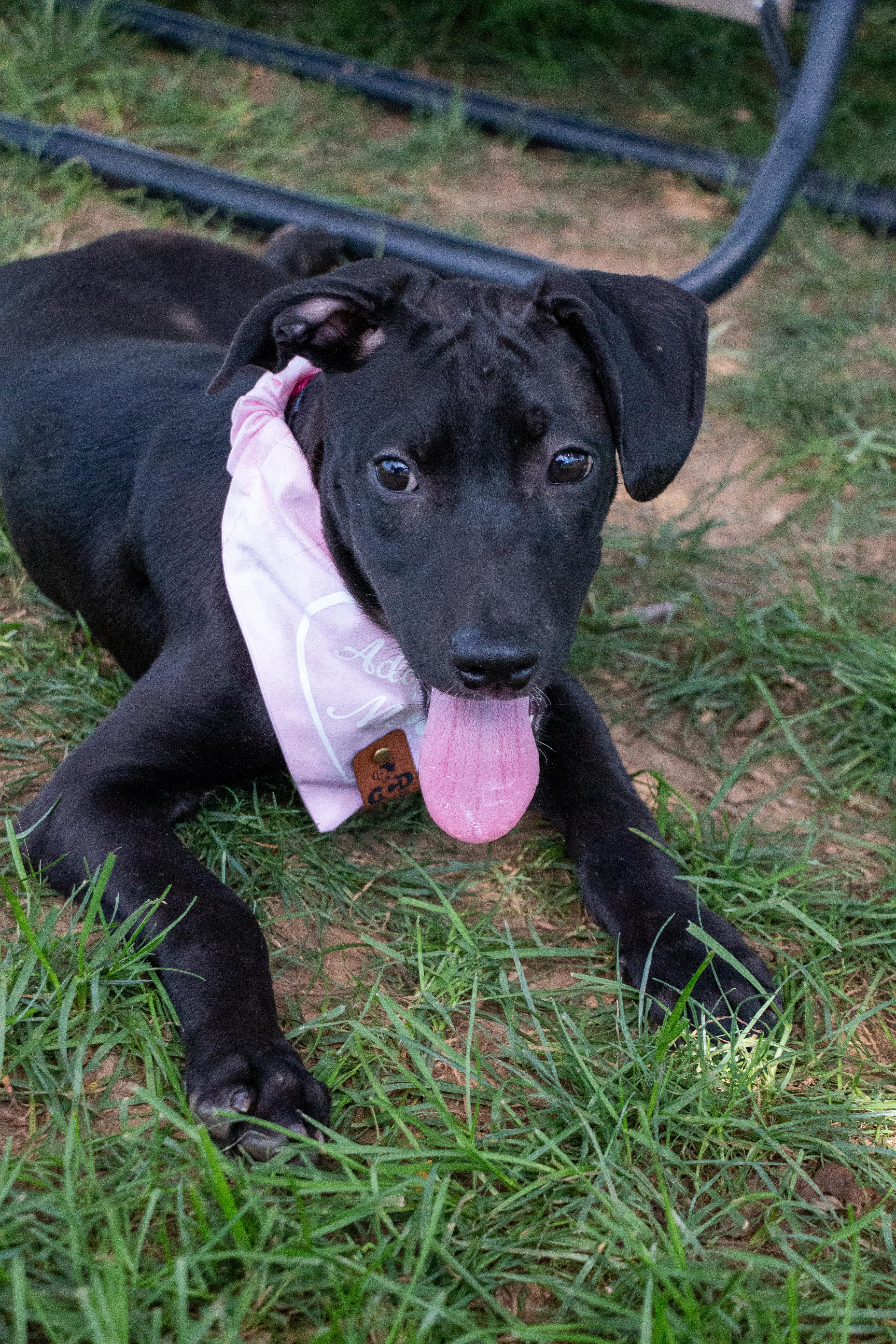A baby medium-sized female Labrador Retriever dog named Arya for adoption in Houston, TX
