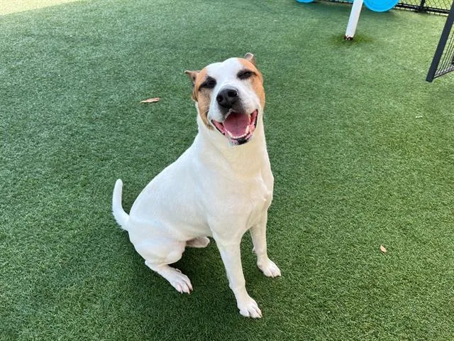 An adult large-sized male Mixed Breed dog named Frankie for adoption in Dallas, TX