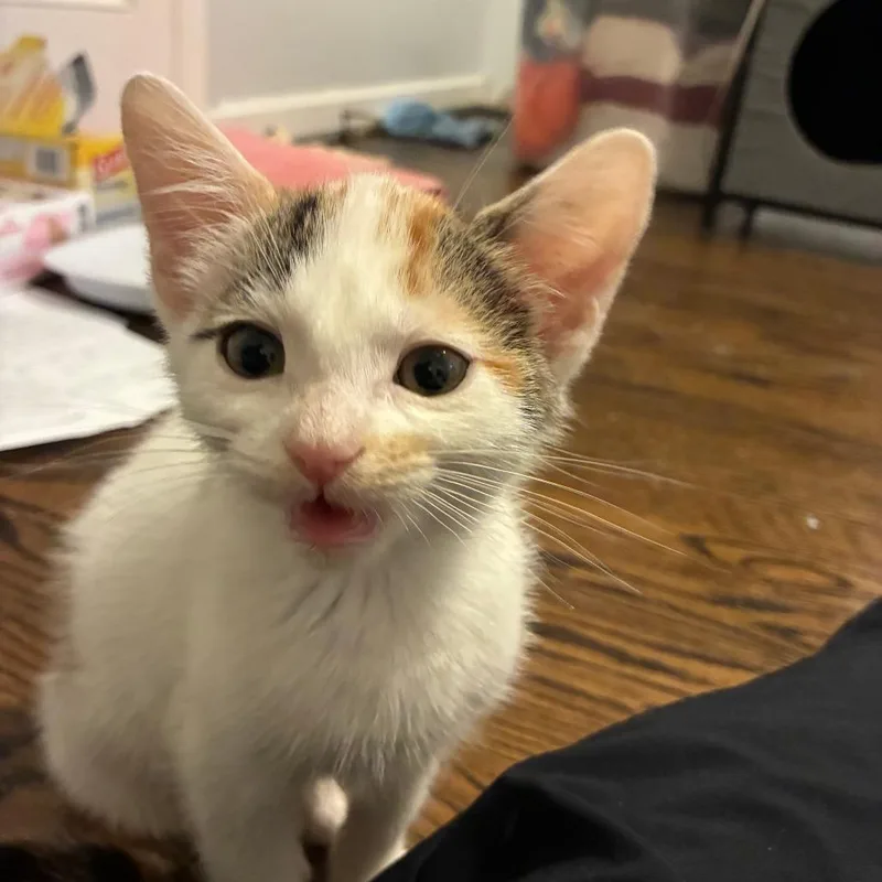 A baby small-sized female Calico Domestic Short Hair cat named Danger Doll for adoption in Fredericksburg, VA