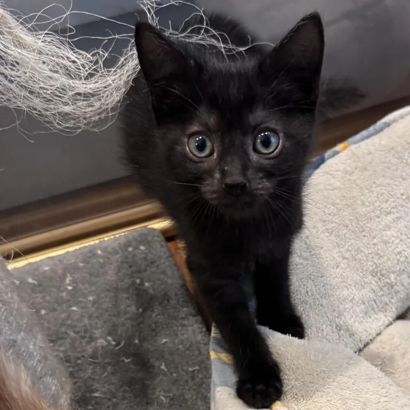 A baby small-sized female Black Domestic Short Hair cat named Taxi for adoption in Jupiter, FL