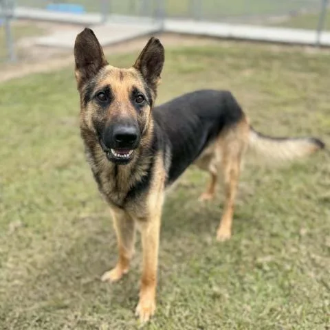 A young large-sized male German Shepherd Dog dog named Norman for adoption in Conroe, TX