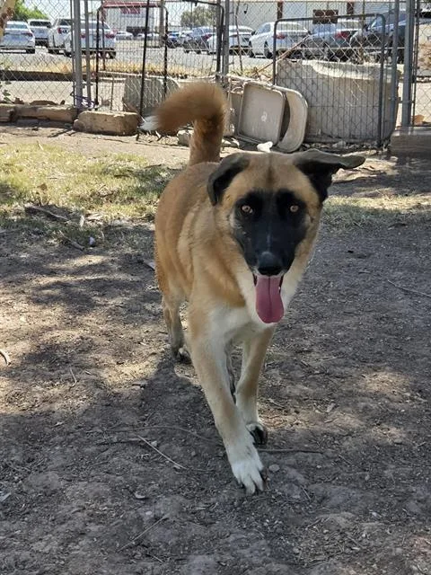 A young large-sized male Belgian Shepherd / Malinois dog named Lennox for adoption in Chula Vista, CA