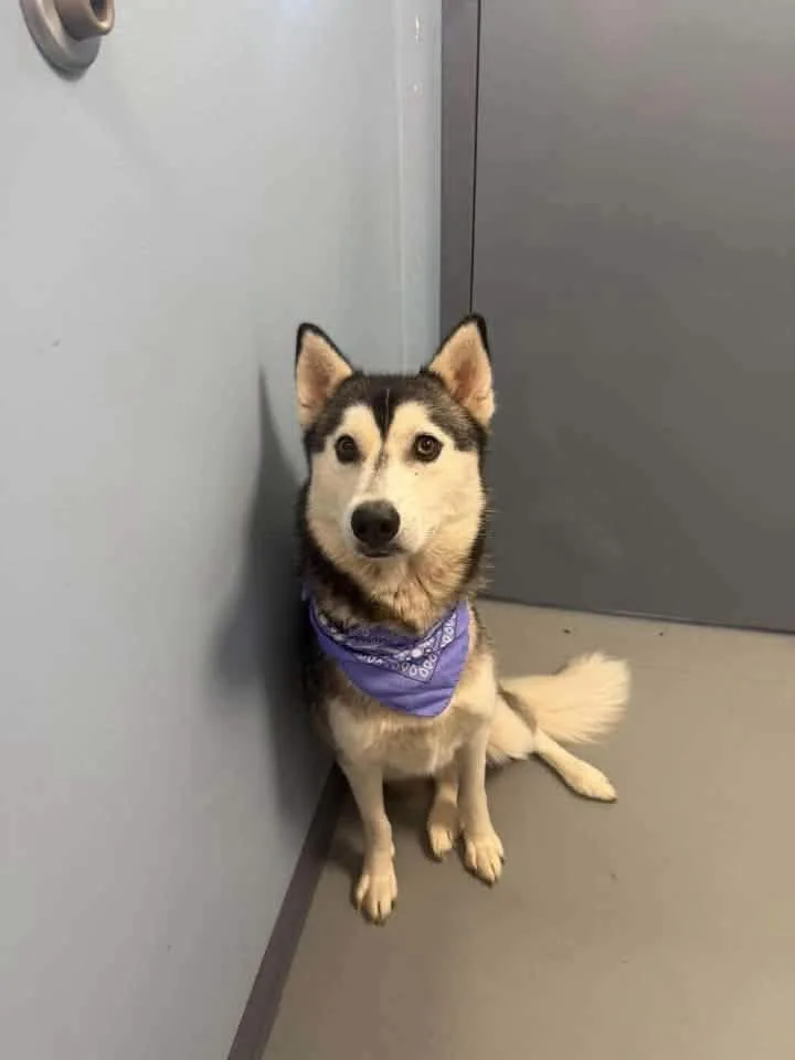 An adult medium-sized female Black Husky dog named Trixie for adoption in Zanesville, OH