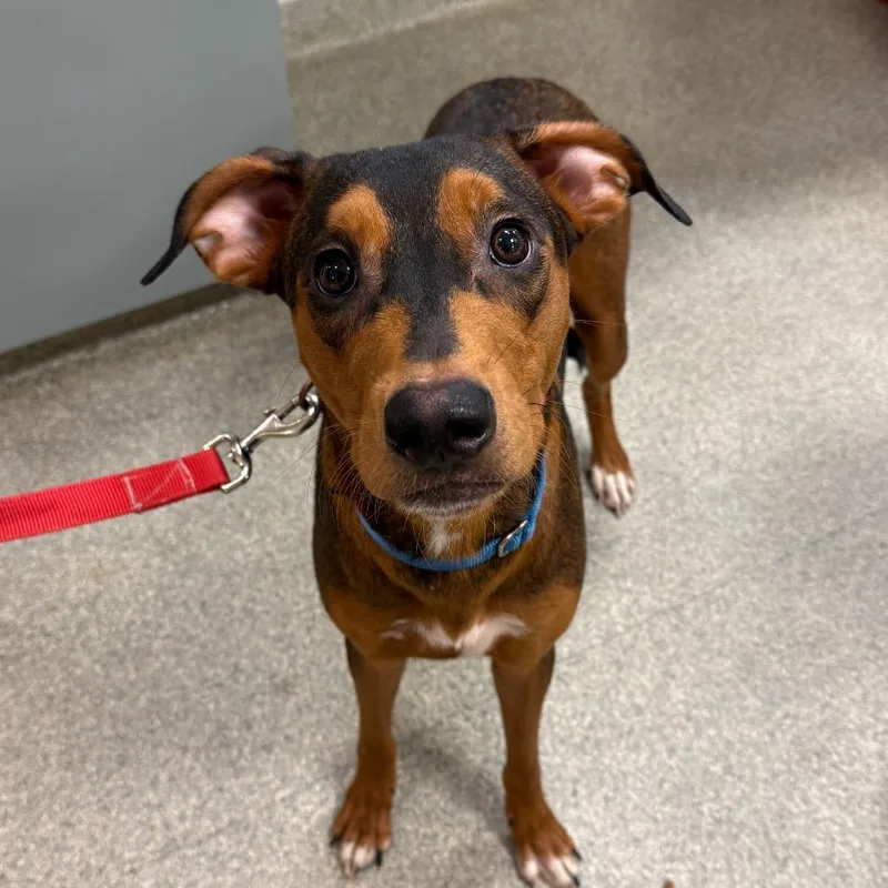 An adult medium-sized male Yellow / Tan / Blond / Fawn Mixed Breed dog named King for adoption in Jacksonville, FL