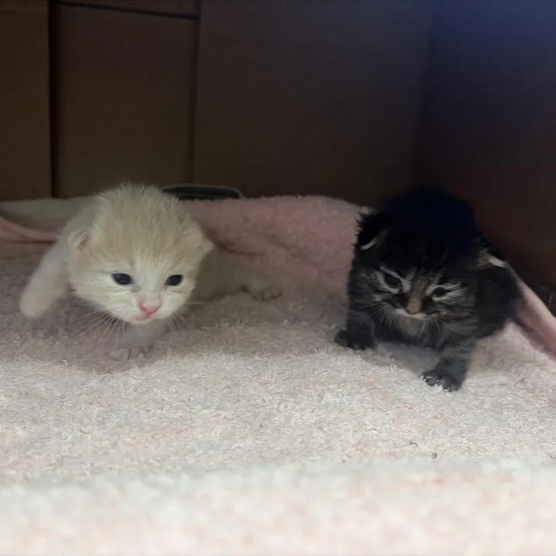 A baby small-sized male Buff / Tan / Fawn Domestic Long Hair cat named Rex for adoption in Naperville, IL