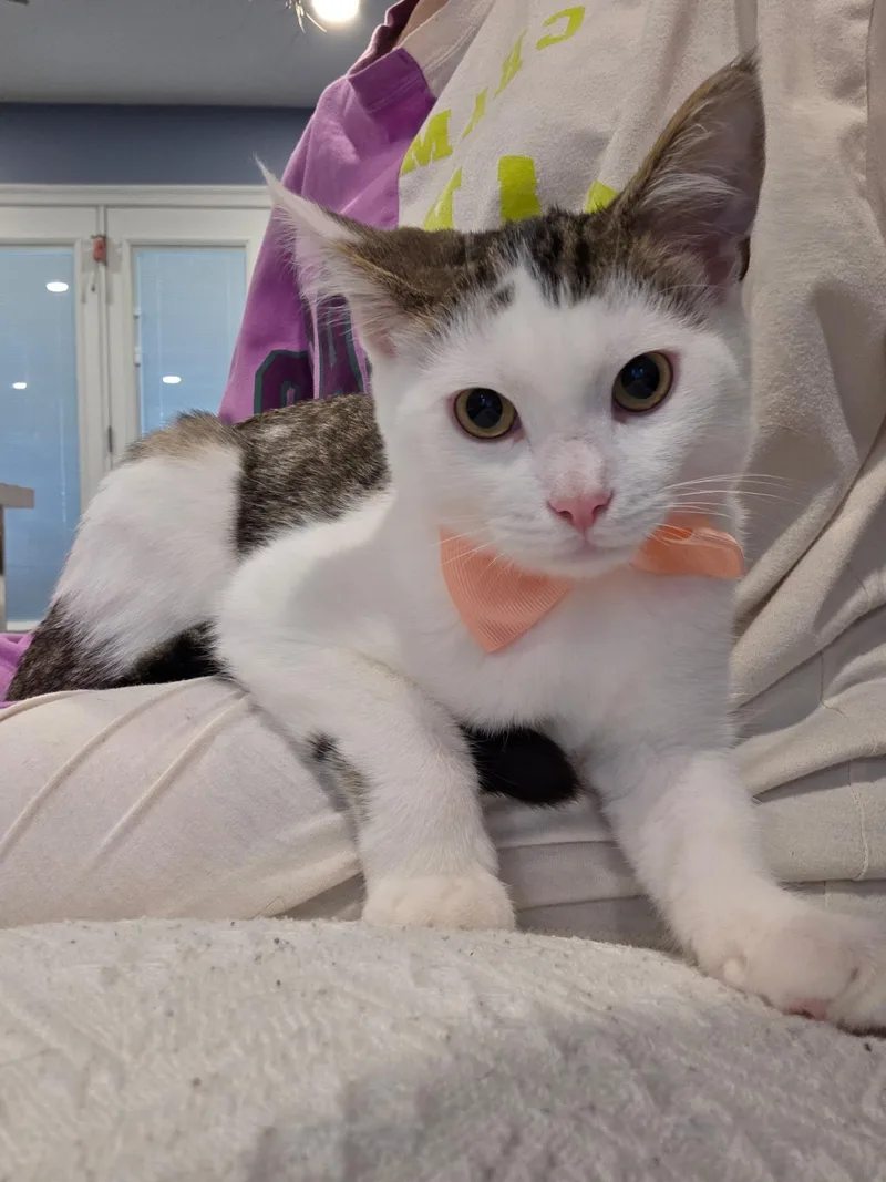 A baby medium-sized male White Domestic Short Hair cat named Pencils for adoption in Richmond, VA