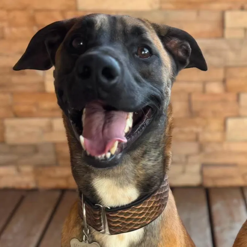 A young large-sized male Belgian Shepherd / Malinois dog named Maverick for adoption in Minooka, IL