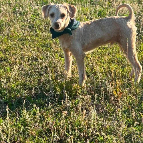 A baby small-sized male Apricot / Beige Miniature Poodle dog named Jack for adoption in Sanford, NC
