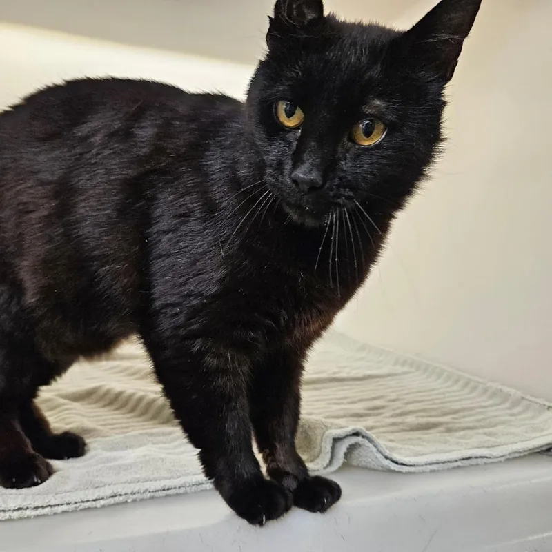 An adult large-sized male Black Domestic Short Hair cat named Lovebug for adoption in Harrisonburg, VA