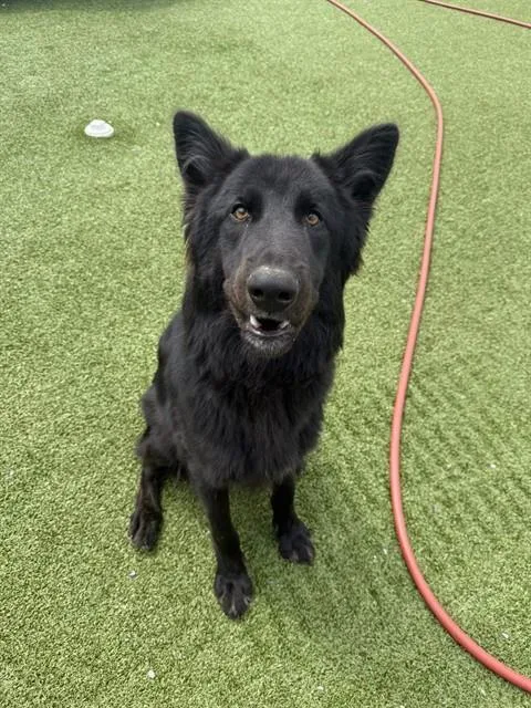 A young large-sized male German Shepherd Dog dog named Nazgul for adoption in Fayetteville, NC