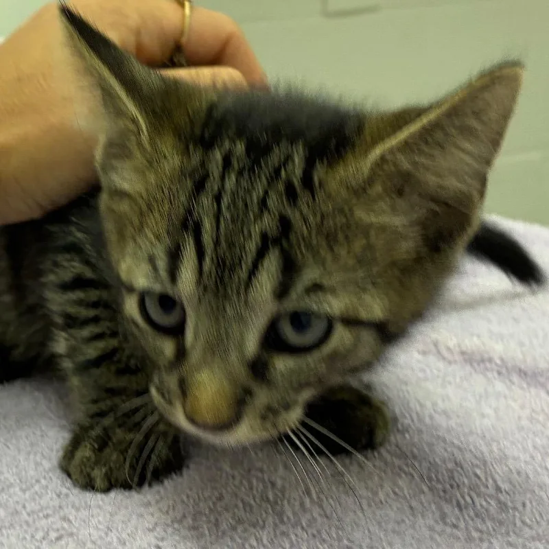 A baby small-sized male Domestic Short Hair cat named Aspen for adoption in Corpus Christi, TX