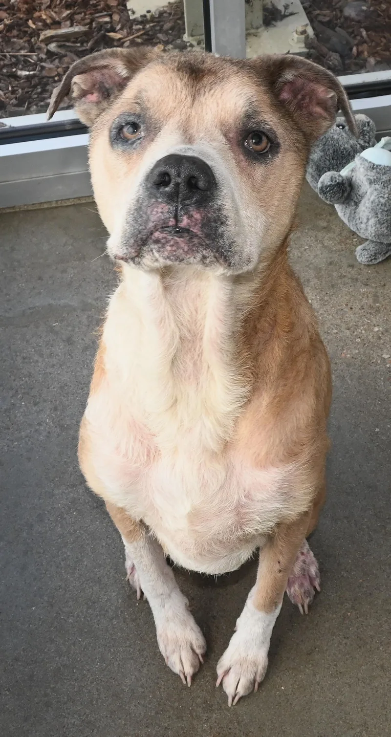 An adult medium-sized male Apricot / Beige Pit Bull Terrier dog named 22801 for adoption in Broken Arrow, OK