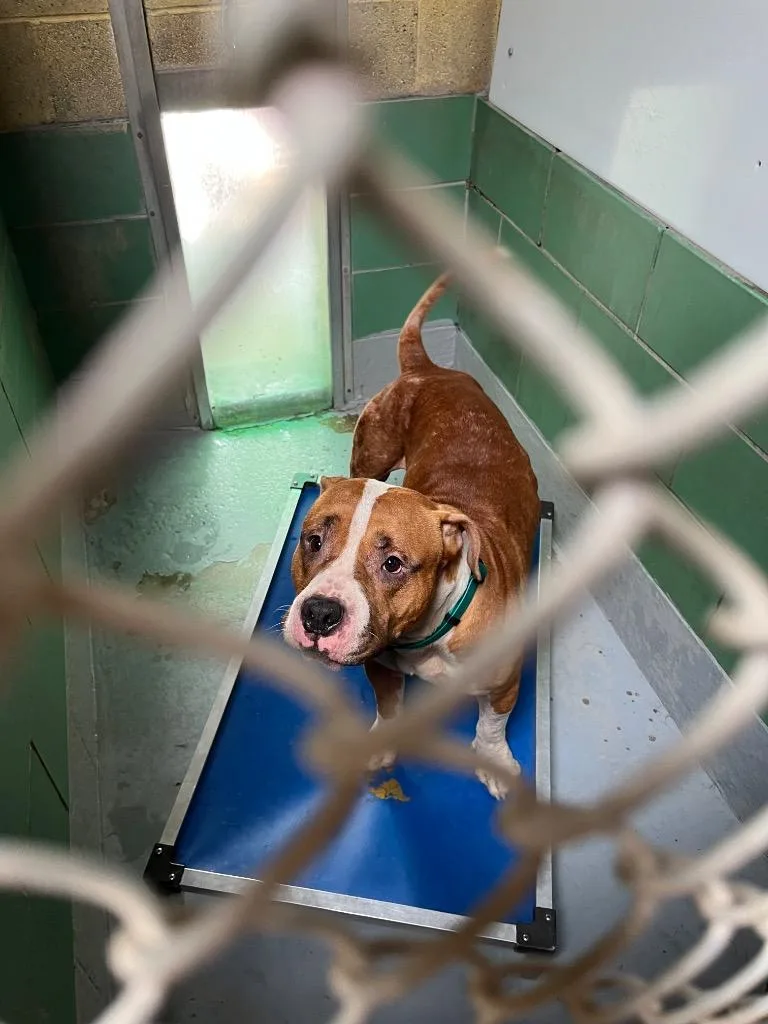 An adult medium-sized male Terrier dog named Rex for adoption in Pomona, NY
