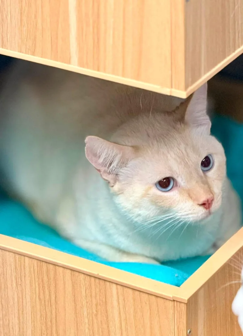 An adult large-sized male Flame Point Domestic Short Hair cat named Brogan for adoption in Breinigsville, PA