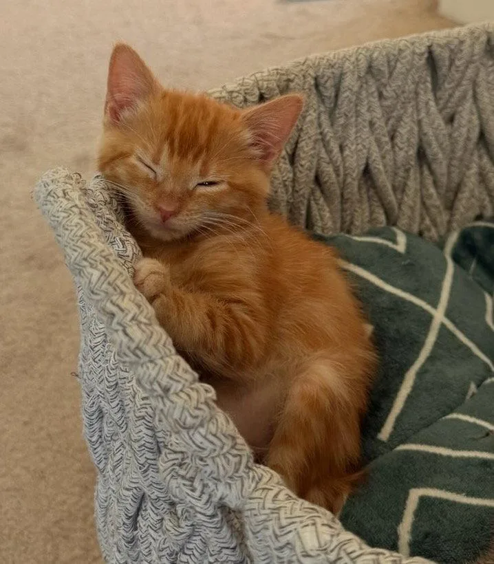 A baby small-sized female American Shorthair cat named Nareng for adoption in Walnut Creek, CA