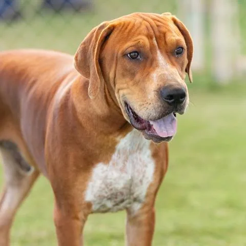 A young large-sized male Redbone Coonhound dog named Joey for adoption in Camarillo, CA