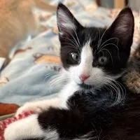 Mittens thumbnail 2