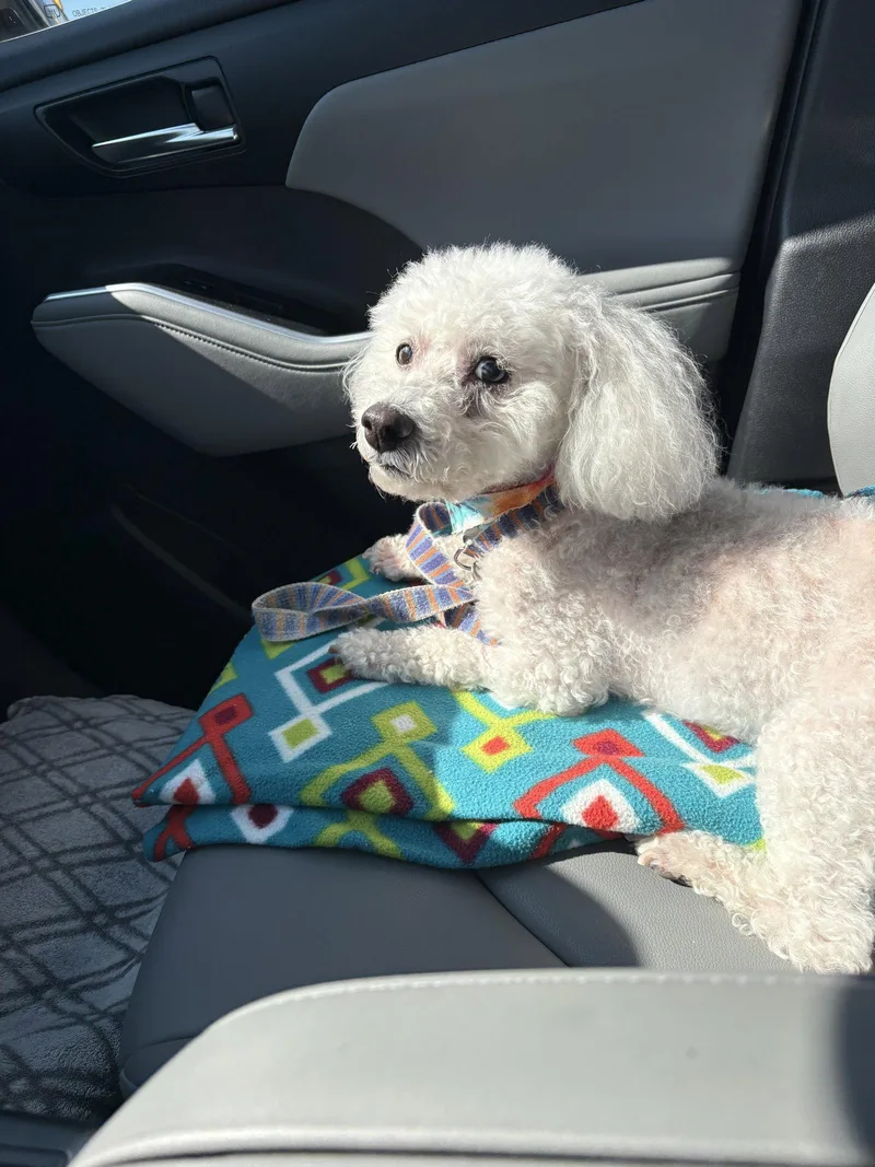 A senior small-sized female Bichon Frise dog named Sadie Mae for adoption in Nashville, TN