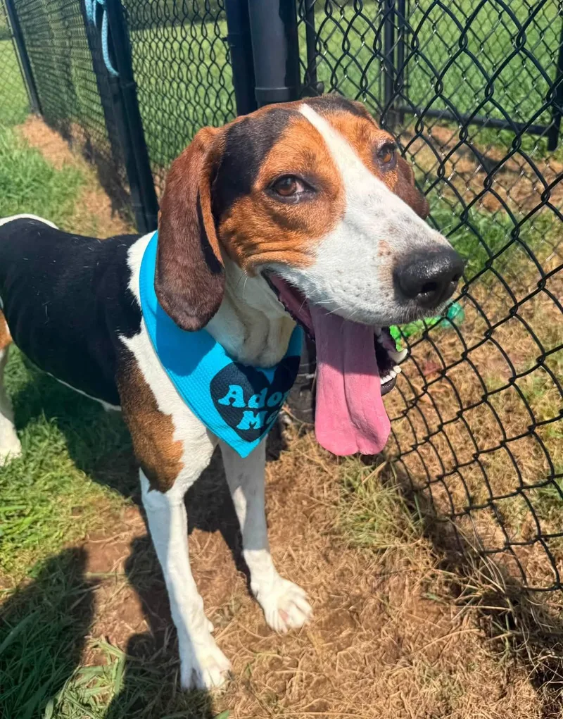 A young large-sized male Black Treeing Walker Coonhound dog named Clyde for adoption in Lebanon, TN