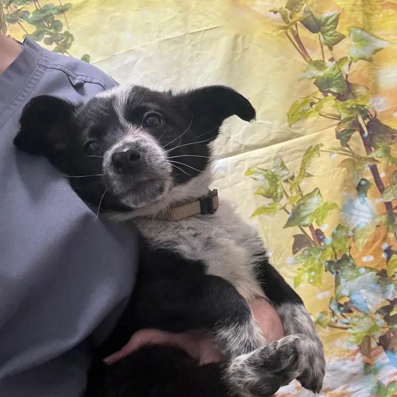 A baby small-sized male Black Corgi dog named Rollsroyce for adoption in Normal, IL