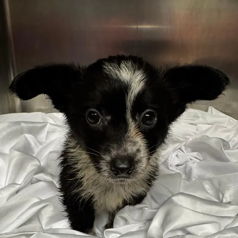 Rollsroyce thumbnail 2