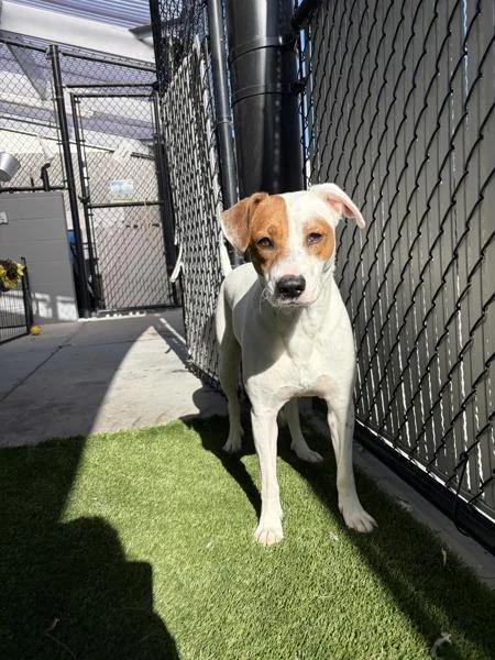 A young medium-sized male Shepherd dog named Barkquaad for adoption in San Diego, CA