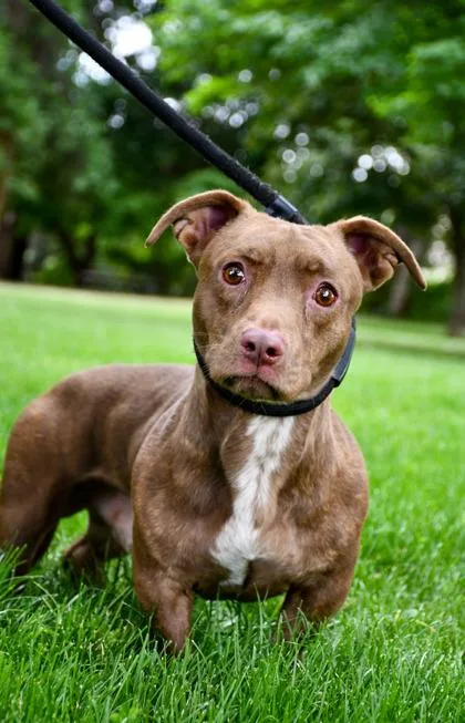 An adult medium-sized male Dachshund dog named Lowrider for adoption in Yakima, WA
