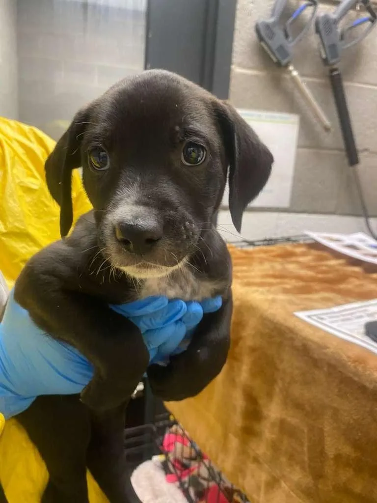 Racketeer thumbnail 2