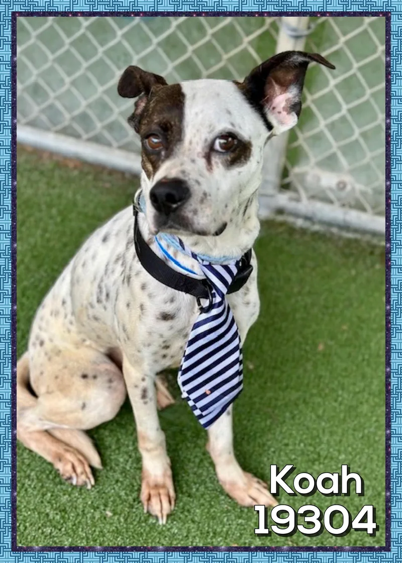 An adult medium-sized male White / Cream Hound dog named Koah for adoption in Marietta, GA