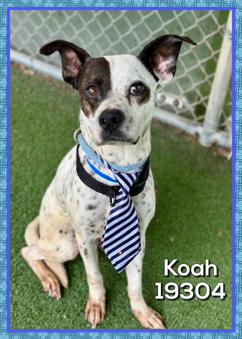 Koah thumbnail 3
