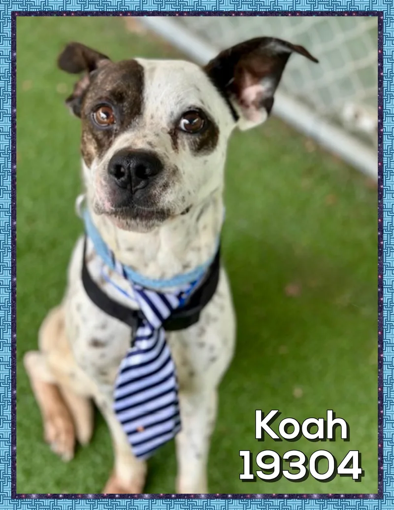 Koah thumbnail 4