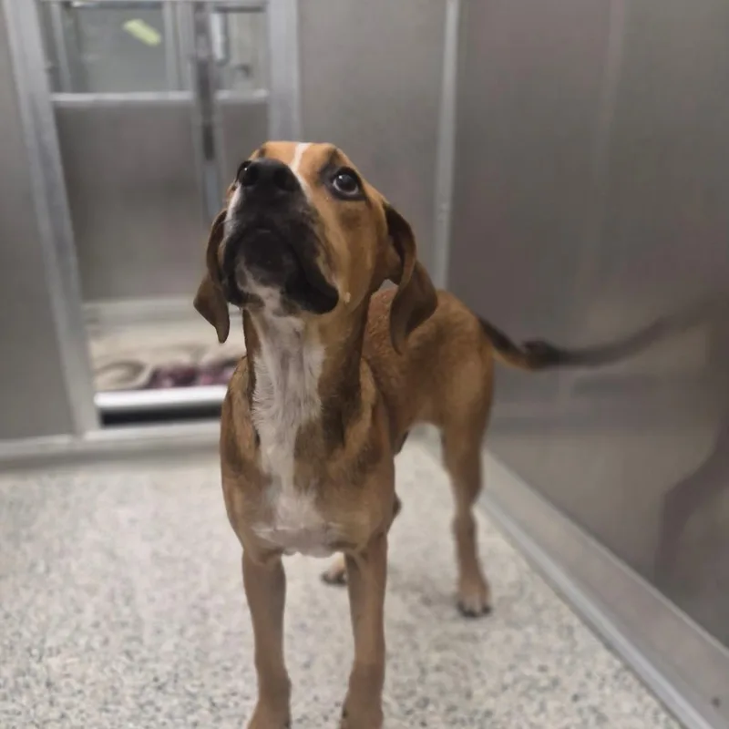 A young medium-sized male Brown / Chocolate Hound dog named Clovis for adoption in Newark, DE