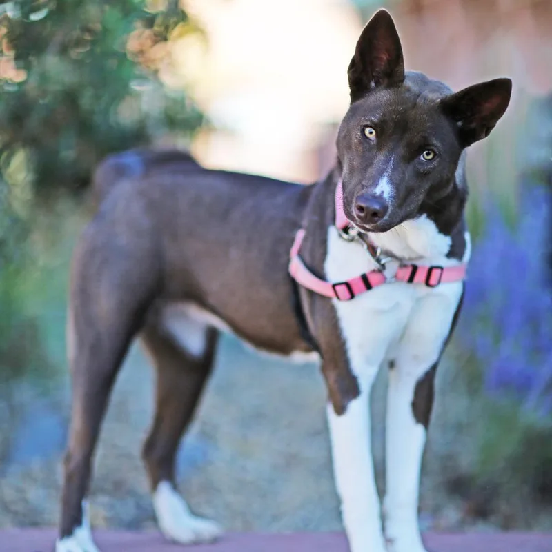 An adult medium-sized female Brown / Chocolate Australian Kelpie dog named Sachi for adoption in Albuquerque, NM