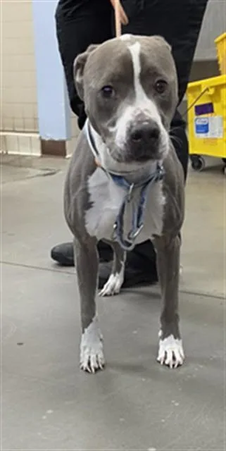 An adult large-sized male Pit Bull Terrier dog named Davey for adoption in Phoenix, AZ
